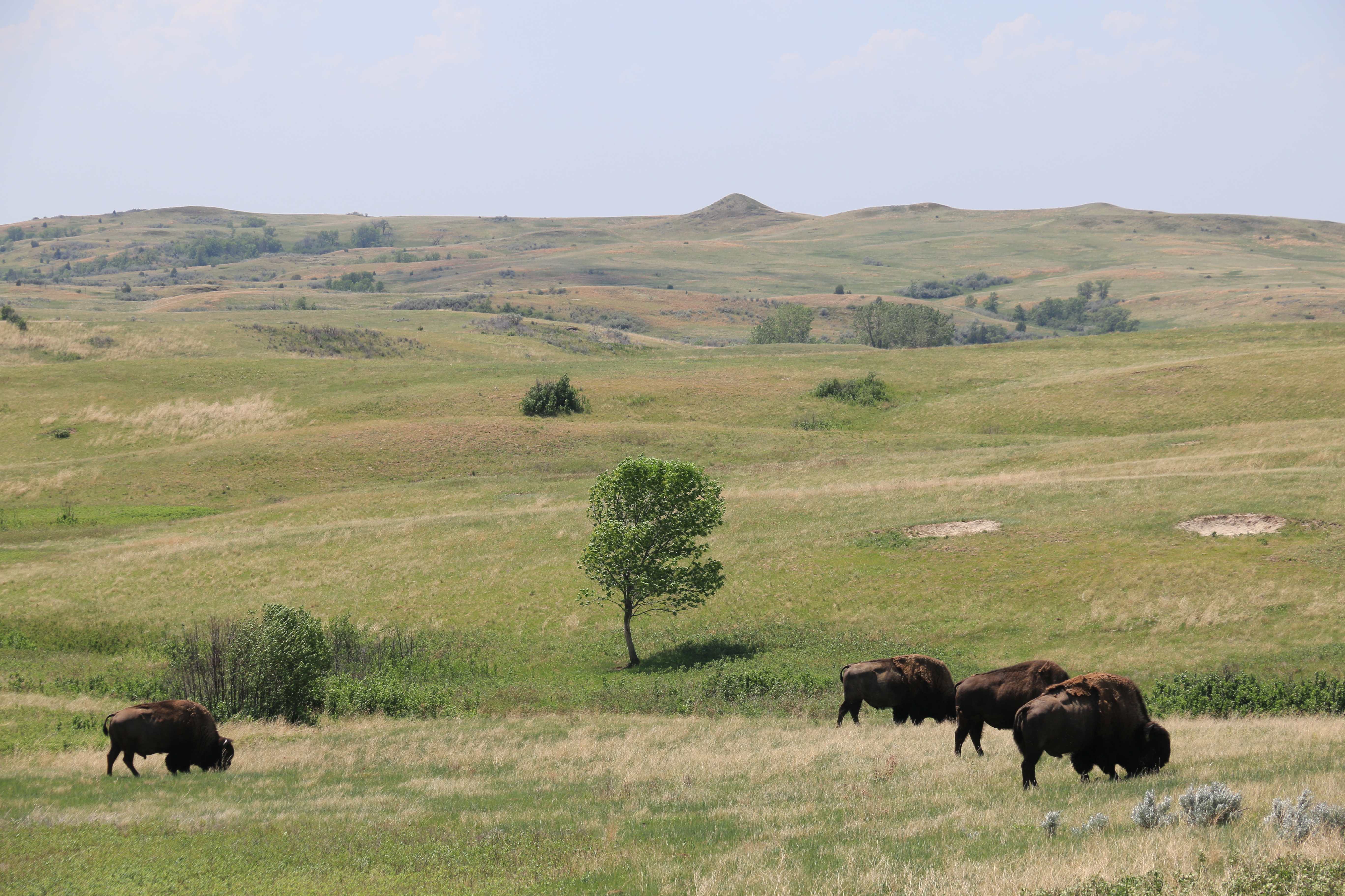 Theodore Roosevelt NP